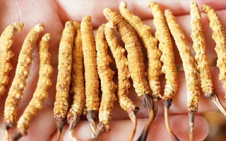 冬蟲夏草一根多少錢？價格背后的奧秘