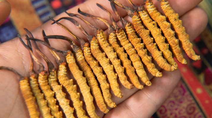 冬蟲夏草泡茶喝，這些功效你該知道