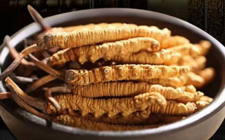 解密冬蟲夏草的稀缺性：四大關(guān)鍵因素造就 “雪域黃金”