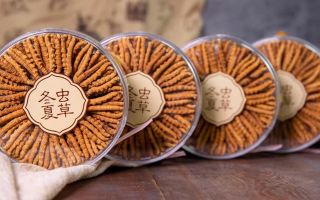 新鮮冬蟲夏草如何做酒？解鎖鮮蟲草泡酒的科學(xué)方法