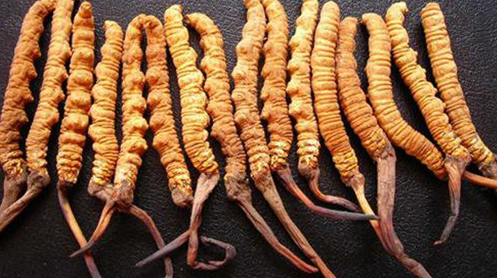  冬蟲夏草變質(zhì)啥味道？3類異味要警惕，學(xué)會(huì)辨