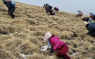 冬蟲夏草采挖看月份！4-7月各產區(qū)差異大，5-6月是“黃金窗口”