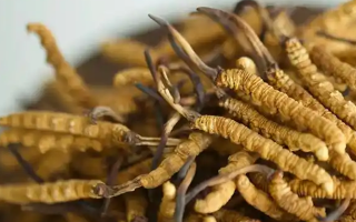 冬蟲夏草采摘季指南：找準(zhǔn)黃金時(shí)段，鎖住蟲草精華