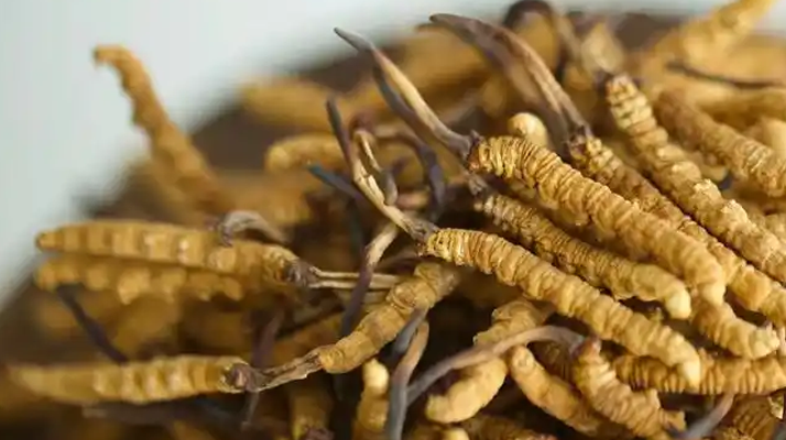 野生<a href=http://www.gi-casino.com/jiage/ target=_blank class=infotextkey>冬蟲夏草價格</a>表解析