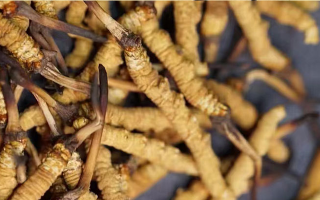 一茶杯水泡幾根冬蟲夏草？這份沖泡指南請收好