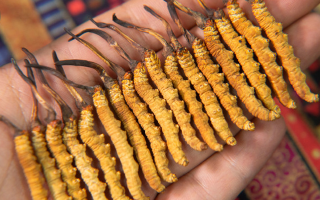 冬蟲夏草怎么辨別真假？4 大維度 + 避坑指南