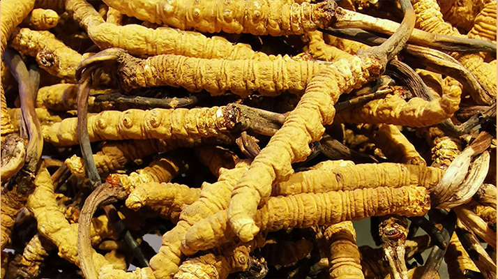 鮮<a href=http://www.gi-casino.com/jiage/ target=_blank class=infotextkey>冬蟲夏草多少錢</a>一斤