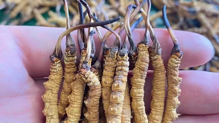 正宗<a href=http://www.gi-casino.com/jiage/ target=_blank class=infotextkey>冬蟲夏草多少錢</a>一克 