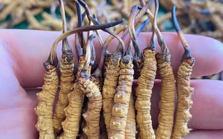 正宗冬蟲夏草多少錢一克？2025 年克價(jià)分級(jí)與選購(gòu)指南