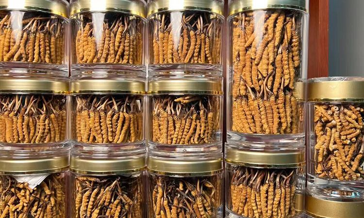 正宗冬蟲(chóng)夏草能 “治” 哪些病 