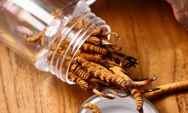 <a href=http://www.gi-casino.com/jiage/ target=_blank class=infotextkey>冬蟲夏草多少錢</a>一條