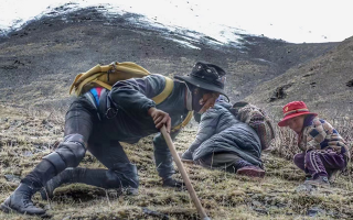 西藏哪些地方是冬蟲夏草產地？核心產區(qū)與品質特點解析