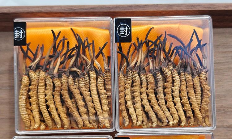 冬蟲(chóng)夏草現(xiàn)在多少錢一克 