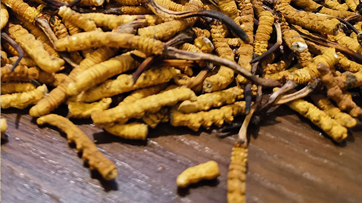 2025 年干<a href=http://www.gi-casino.com/jiage/ target=_blank class=infotextkey>冬蟲夏草價格</a>指南