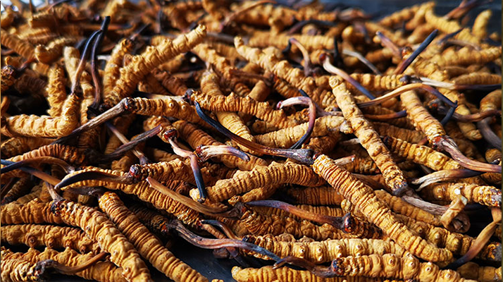 冬蟲夏草多長時間形成一根