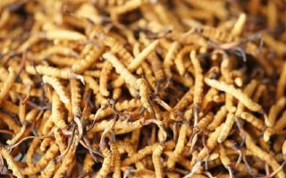 四級(jí)冬蟲夏草一克多少根？根數(shù)背后的等級(jí)與價(jià)值邏輯