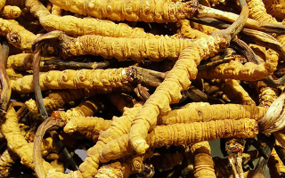 石斛與冬蟲夏草哪個(gè)好？從功效到適用場(chǎng)景的全面對(duì)比