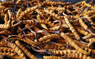 冬蟲夏草多長(zhǎng)時(shí)間形成一根？自然孕育與人工培育的周期密碼