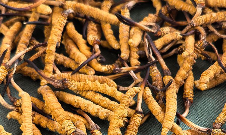 2025 冬蟲夏草市場行情