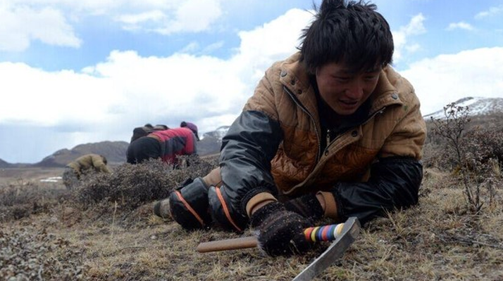 那曲<a href=http://www.gi-casino.com/sdph/wacr/ target=_blank class=infotextkey>挖草人</a>阿旺的蟲草采摘時間表 