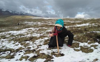 冬蟲夏草專家解讀：哪里的冬蟲夏草品質最優(yōu)？