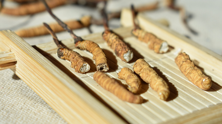 斷的<a href=http://www.gi-casino.com/ target=_blank class=infotextkey>冬蟲(chóng)夏草</a>一克啥價(jià) 