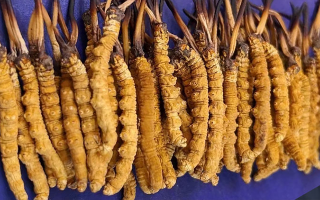 挖了三十年蟲草，這些采摘的苦，沒經歷過的人真不懂