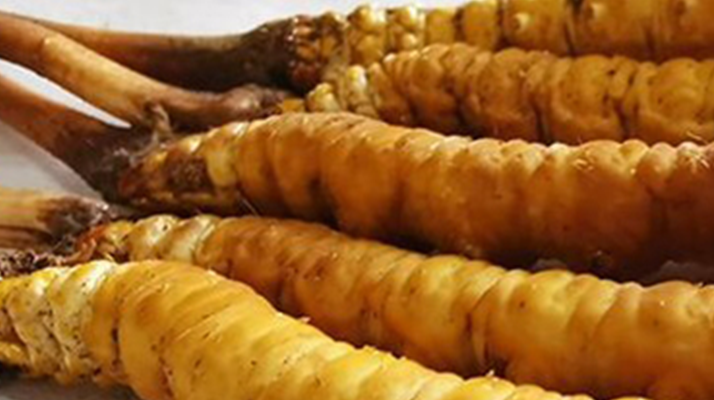 鮮冬蟲夏草可以用水洗嗎？