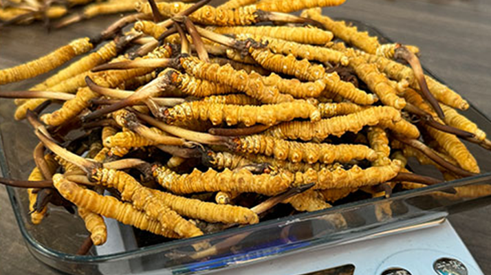 鮮冬蟲夏草食用指南 常見食用方式及搭配方案